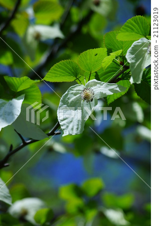 手帕樹花語是“清潔” 21123019