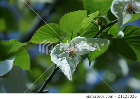 手帕樹花語是“清潔” 21123020