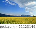 Rape blossom sea 21123149