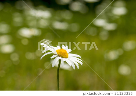 瑪格麗特 21123355