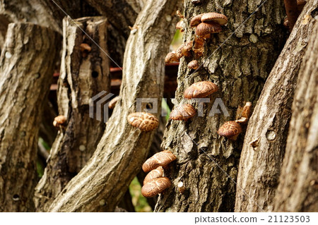 Shiitake's cultivation wood homemade shiitake mushroom Mushroom matsutake 21123503