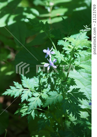 Seriba Hiroyuki Seriba Hiensou花語是“華麗的氣氛” 21123769