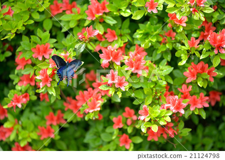 Miyama烏鴉豆和霧島杜鵑花 21124798