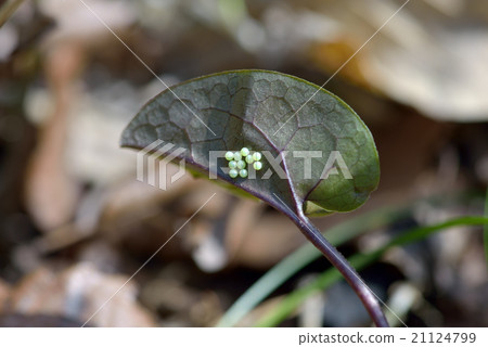 在巨型狐蛋卵的背面 21124799