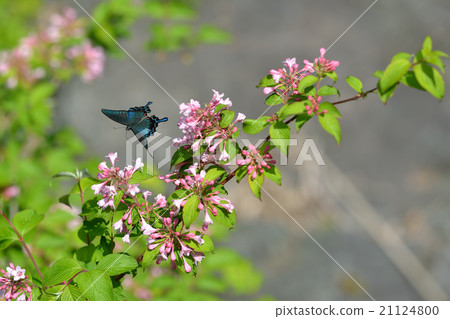 烏鴉杜鵑花訪問盛開的泰國。 21124800