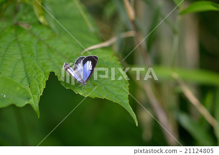 Ula Gomara Shisemi♀Wingwing 21124805