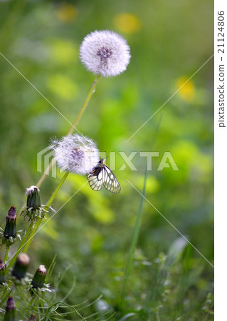 休息與絨毛的Uzuba白色折疊 21124806