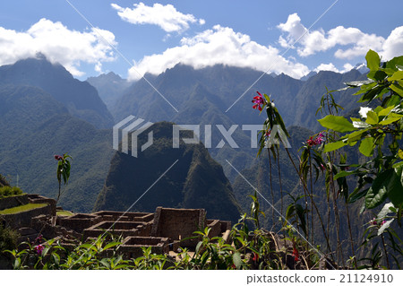 開花在馬丘比丘的蘭花廢墟Sovereign·Dicotoma 21124910