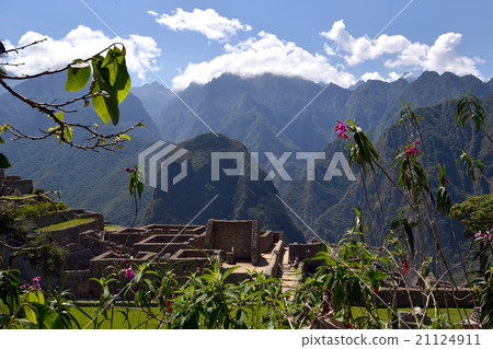 開花在馬丘比丘的蘭花廢墟Sovereign·Dicotoma 21124911