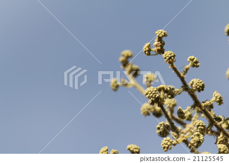 Bud of Kamiyatode 21125545