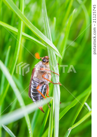 May bug cockchafer May bug cockchafer 21125745