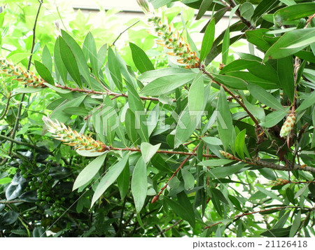 春天刷子樹芽 21126418