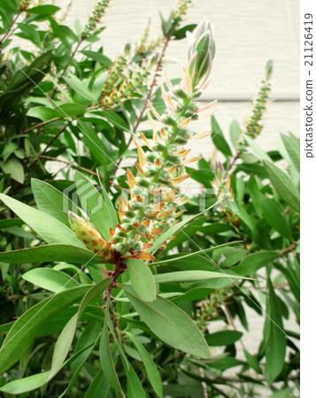 春天刷子樹芽 春天刷子樹芽 21126419