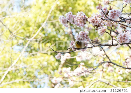 Sakura and mezzo 21126761