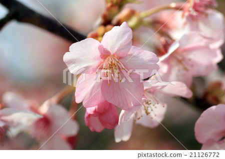 Kawazu cherry tree 21126772