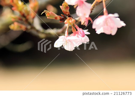 Kawazu cherry tree 21126773
