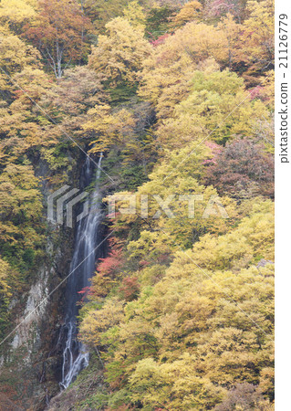 Autumn leaves of Yagaki Autumn leaves of Yagaki 21126779