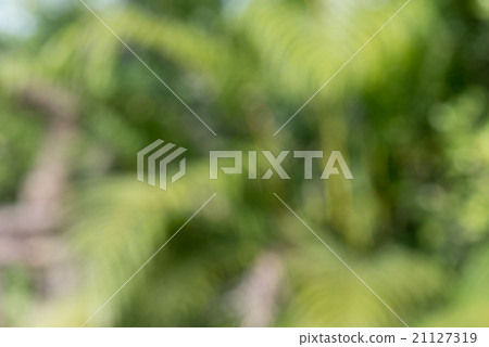 Blurred Defocussed background of green garden 21127319