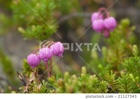 Daisetsukuyama Okabarin的Ezonoguzakura Daisetsukuyama Okabarin的Ezonoguzakura 21127343