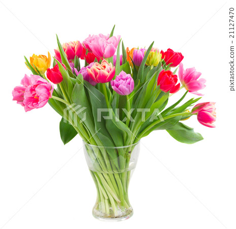 bouquet of pink, purple and red tulips bouquet of pink, purple and red tulips 21127470