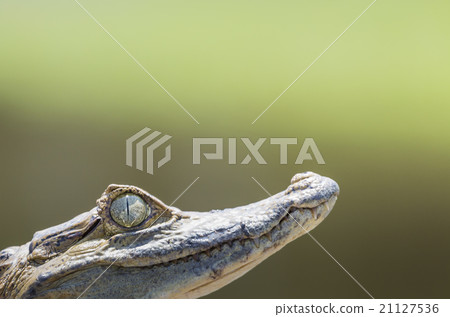Black caiman in Amazon Rainforest Brazil 21127536