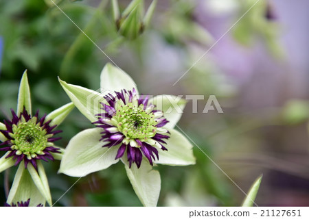 Clematis 21127651