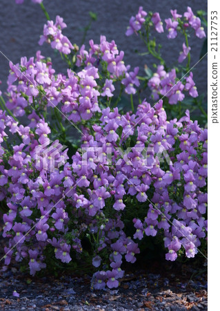 公主金魚草它被稱為蚱蜢Linarea。 21127753