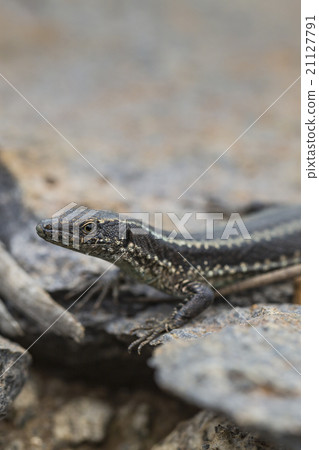 Lagartixa-da-Madeira, Lacerta dugesii. 21127791