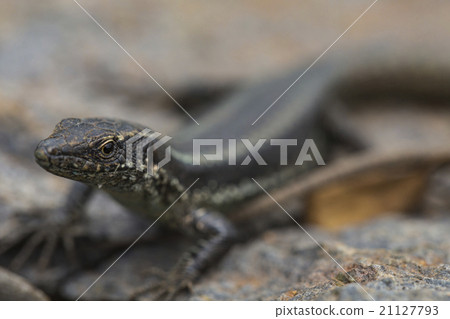 Lagartixa-da-Madeira, Lacerta dugesii. 21127793