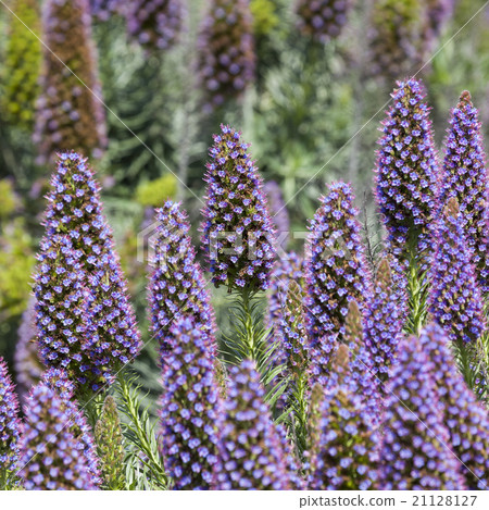 Echium Candicans in full bloom Echium Candicans in full bloom 21128127