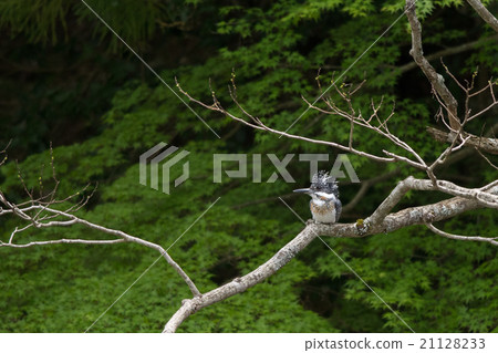 Yamazemi stopping at the side branch Yamazemi stopping at the side branch 21128233