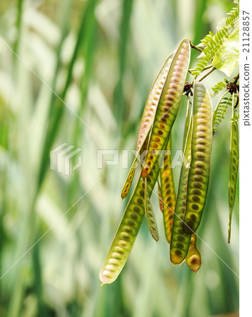 green horse tamarind plant, the lead tree outdoor 21128857