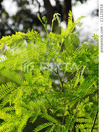 green horse tamarind plant, the lead tree outdoor 21128858