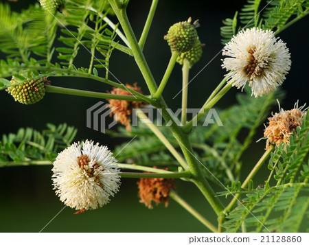 green horse tamarind plant, the lead tree outdoor green horse tamarind plant, the lead tree outdoor 21128860