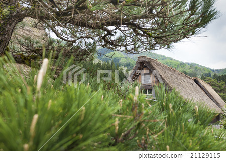 Traditional Japanese village Ogimachi Shirakawa 21129115