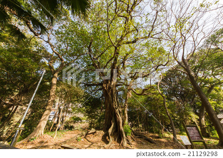 Akou of Matsuo, Tosashimizu City, Kochi Prefecture Akou of Matsuo, Tosashimizu City, Kochi Prefecture 21129298