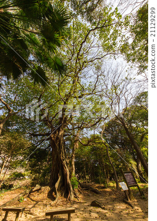 Akou of Matsuo, Tosashimizu City, Kochi Prefecture 21129299