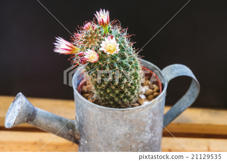 Mammillaria capensis 21129535