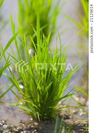 Rice paddy close up 21129614