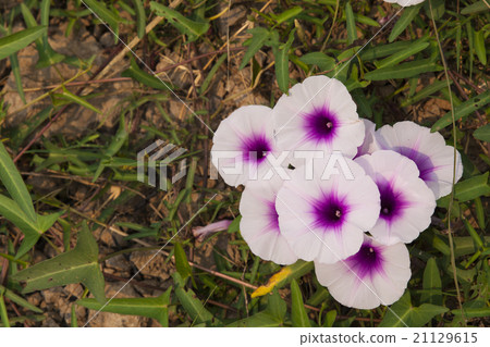 Morning glory flowers 21129615