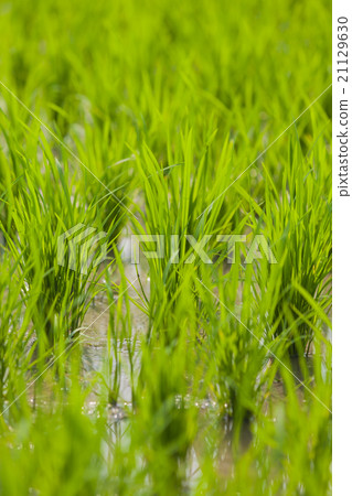 Rice plant 21129630