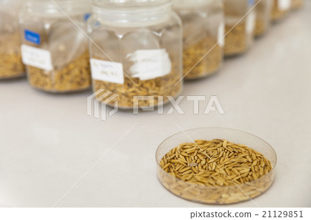 Rice bean in laboratory 21129851