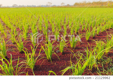 Rice plant and Mosquito fern in rice farm 21129962