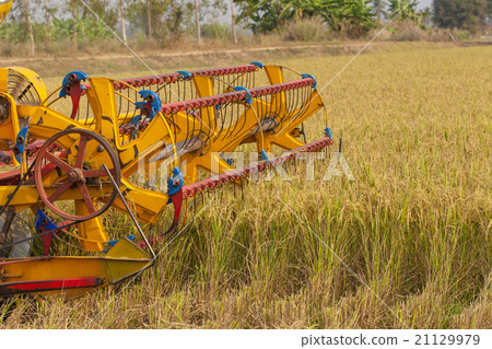 Grain harvester combine work in field Grain harvester combine work in field 21129979