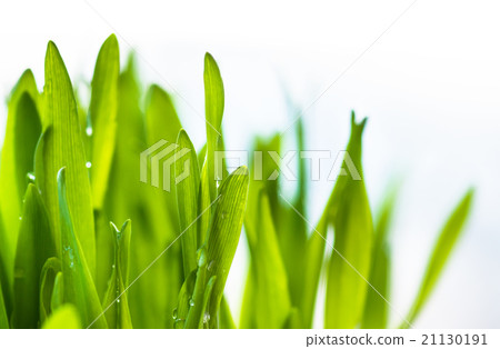 Green grass background 21130191