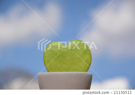 Succulent plant of heart Succulent plant of heart 21130511