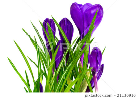 Spring Crocus Flowers Spring Crocus Flowers 21130916