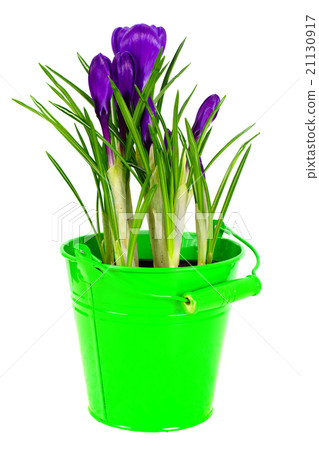 Spring Crocus Flowers Spring Crocus Flowers 21130917