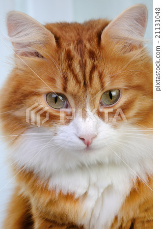 Red-headed cat 21131048