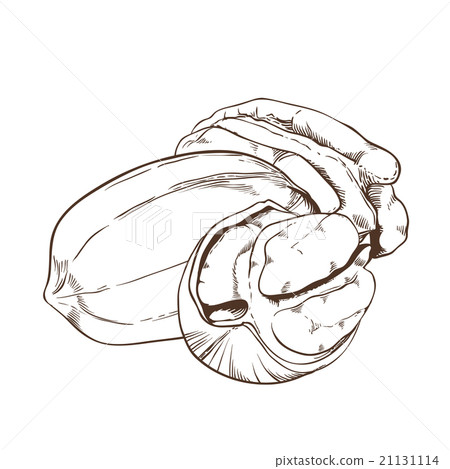 Pecan vector isolated on white background 21131114